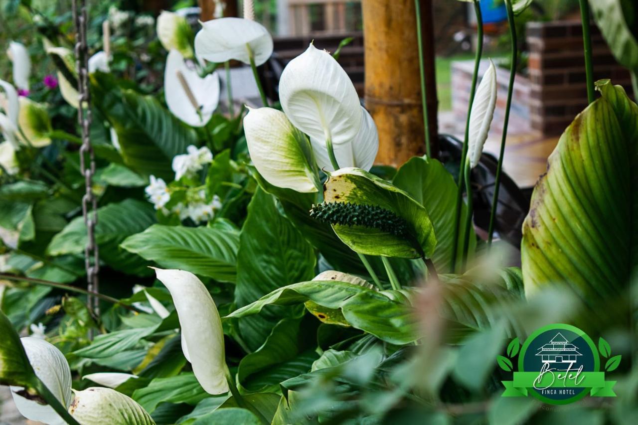 Finca Hotel Betel San Carlos Eksteriør bilde